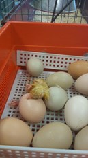ny kyckling