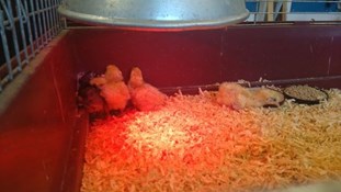 nya kycklingar